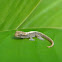 mourning gecko