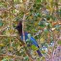 Steller's Jay