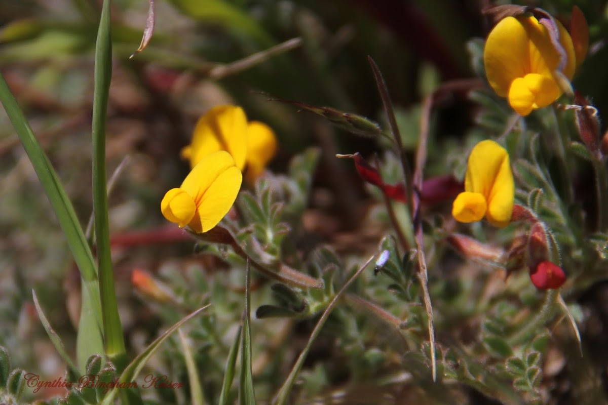 Deervetch Plant