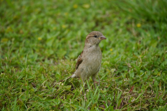 Spotting Image 1