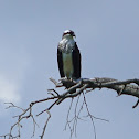 Osprey