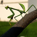 Praying Mantis