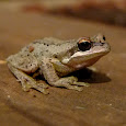 Frogs of SE Australia