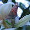 Mariposa 