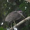garza pico de bota