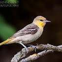 Bullock's Oriole