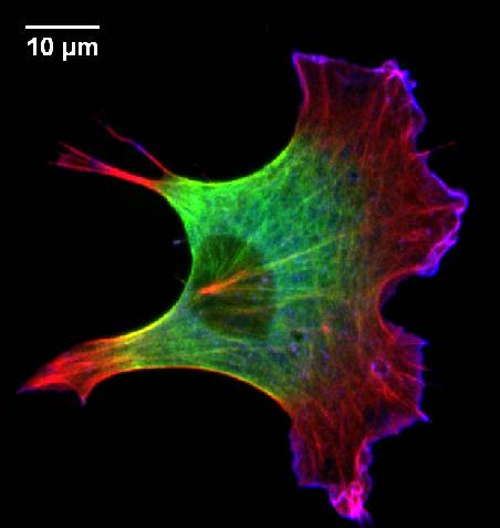 6 cell