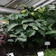 Aroid palm
