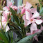 Oleander
