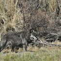 Gray Wolf