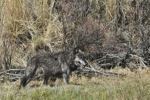 Spotting Image 1