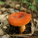 Milkcap