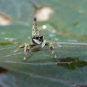 Scorpion Mimic Jumper(Female)