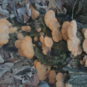orange mock oyster