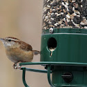 Carolina Wren