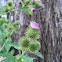 Lesser Burdock