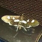 Desmia Moth