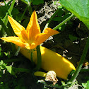 zucchini