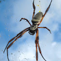 Golden Silk Orb-weaver (female)