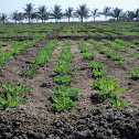 groundnut