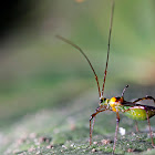 Plant bug