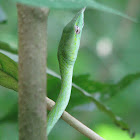 Green Vine snake