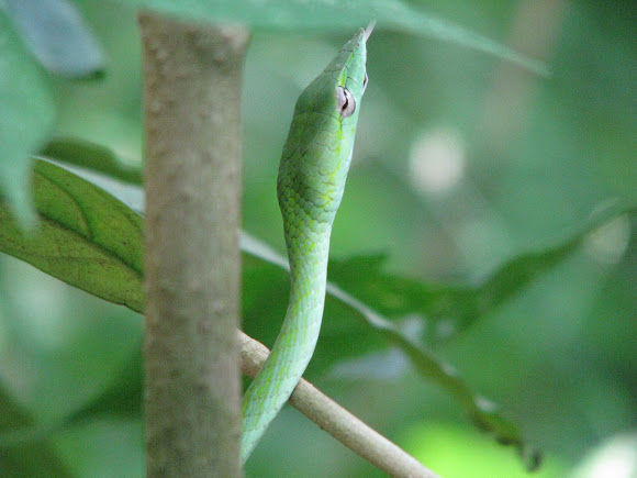 Spotting Image 1