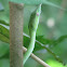 Green Vine snake
