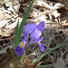 Wild iris