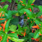 Female ruby throated hummingbird