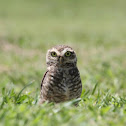 Burrowing Owl