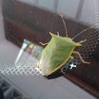 stink bug