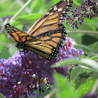Monarch Butterfly