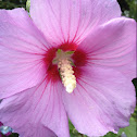 Rose Of Sharon
