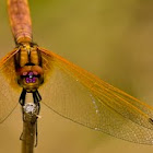 Lyriothemis pachygastra (female)