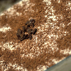 Tiramisu Cheesecake Bowl's