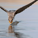 Crag Martin