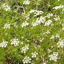 Queen Anne's Lace