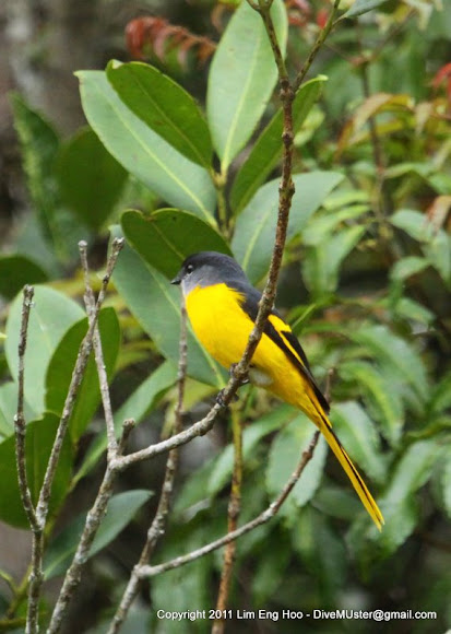 Spotting Image 1