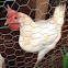 Domestic fowl