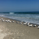Royal Tern