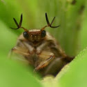 beetle