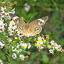 Buckeye