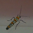Ailanthus webworm