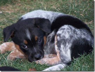 Border Collie Heeler