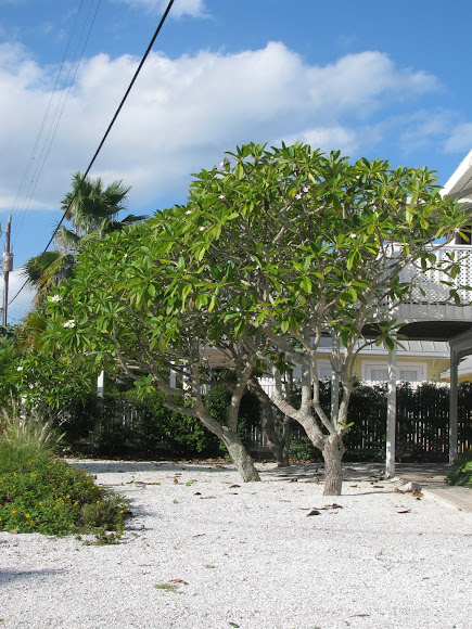 Spotting Image 1