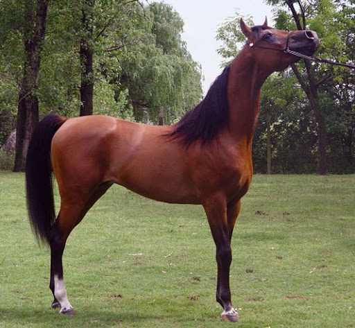 Arabian horse. Foto: Horacio Iannella