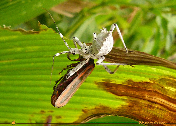 Spotting Image 1