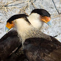 Crested Caracara