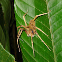 tropical wolf spider
